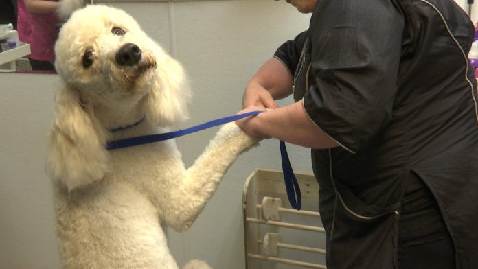 Customers, workers help save local dog grooming business during pandemic