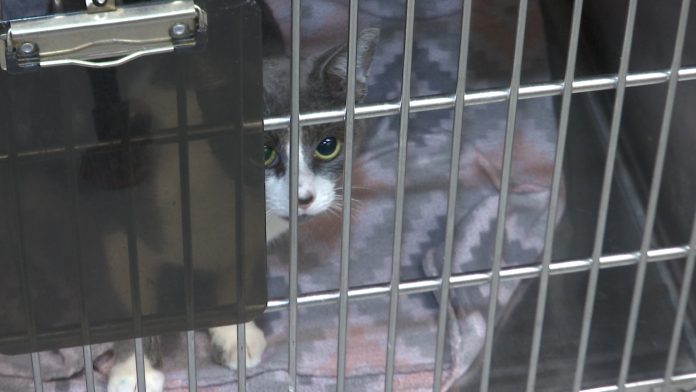 Rescue brings dozens of cats to Huntsville Animal Services: How you can help