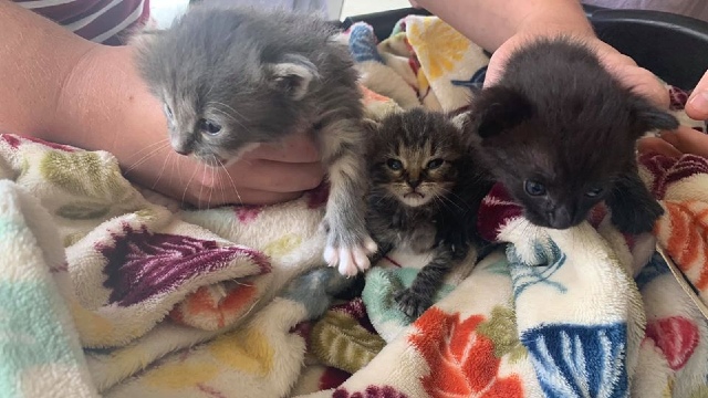Huntsville Animal Services looks to adopt out 31 cats rescued from one home