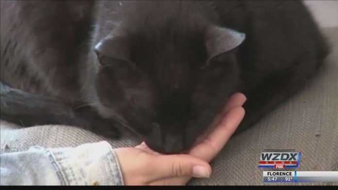 Adopt a cat to help Huntsville Animal Services avoid a cat-astrophe