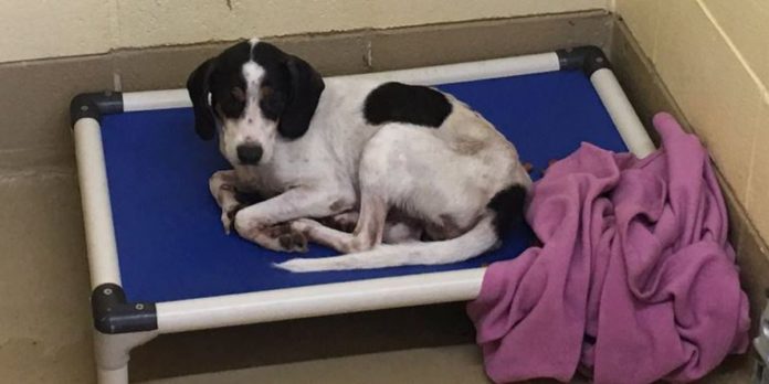 Huntsville Animal Services closing to public for two days