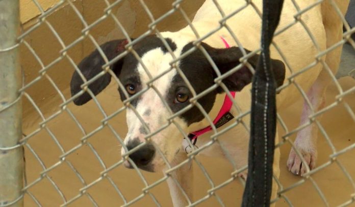Huntsville Animal Services celebrates Valentine’s Day with discounted adoptions