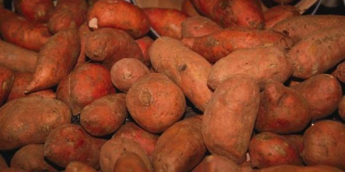 The Sweet Potato Bill; Students in Alabama are working for a state vegetable to be named
